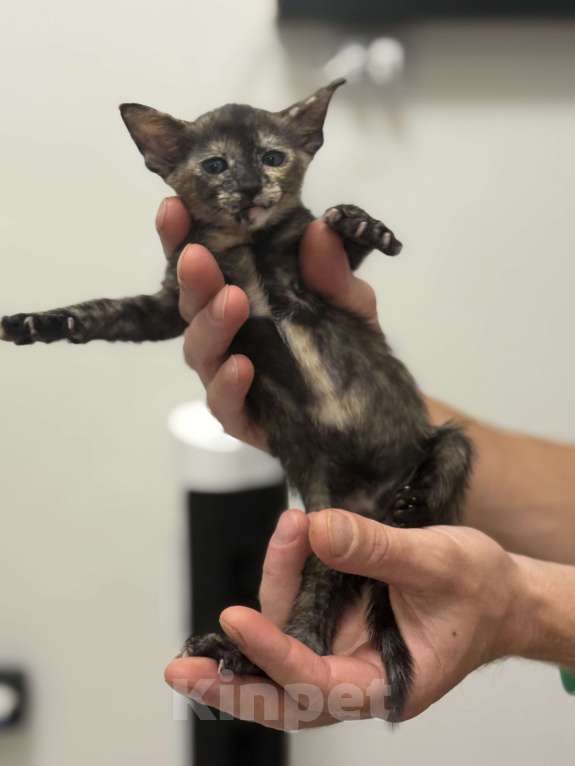 Кошки в Москве: Девочка Девочка, 6 000 руб. - фото 2