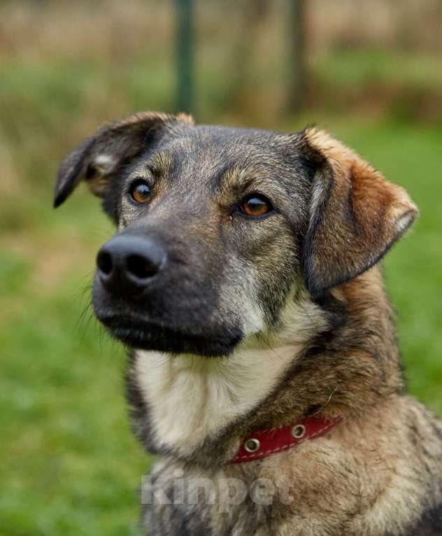 Собаки в Москве: Шерри умеет делать крокодилу как никто Девочка, Бесплатно - фото 2