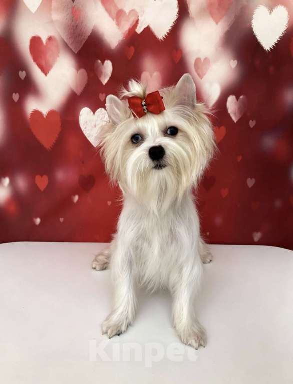 Собаки в Москве: Белый йорк с синими глазами девочка подрощенная Девочка, 100 000 руб. - фото 5