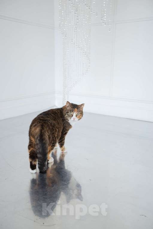 Кошки в Екатеринбурге: Кошка Глэйс ищет дом Девочка, 1 руб. - фото 3