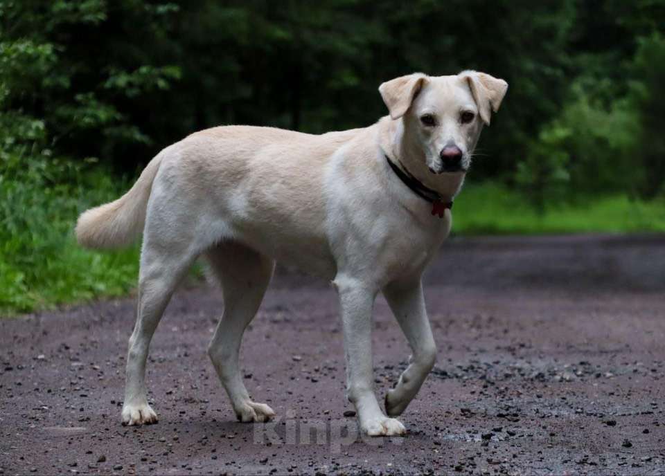 Собаки в Москве: Жанна белый лабрадор срочно ищет дом Девочка, Бесплатно - фото 5