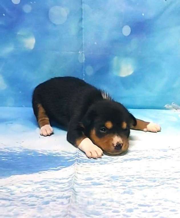 Собаки в Красноармейске: Щенки басенджи ,резервирование Мальчик, 45 000 руб. - фото 7