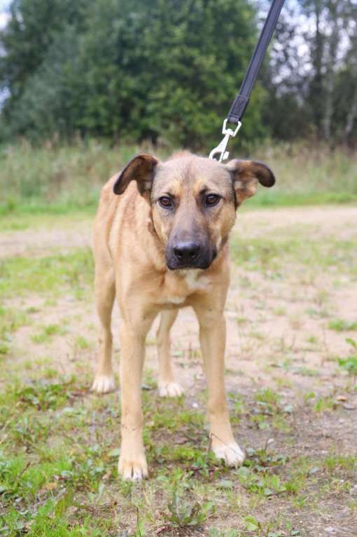 Собаки в Москве: Яся, скромная собака Девочка, Бесплатно - фото 2