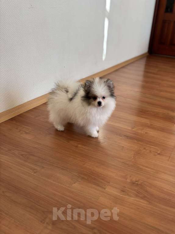 Собаки в Москве: Мальчик медвежонок, Морис  Мальчик, 40 000 руб. - фото 4