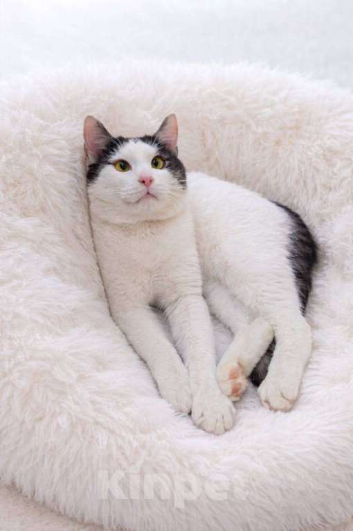 Кошки в Москве: Зайчик в поисках дома Мальчик, Бесплатно - фото 1