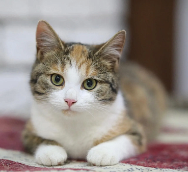 Котенок в добрые руки