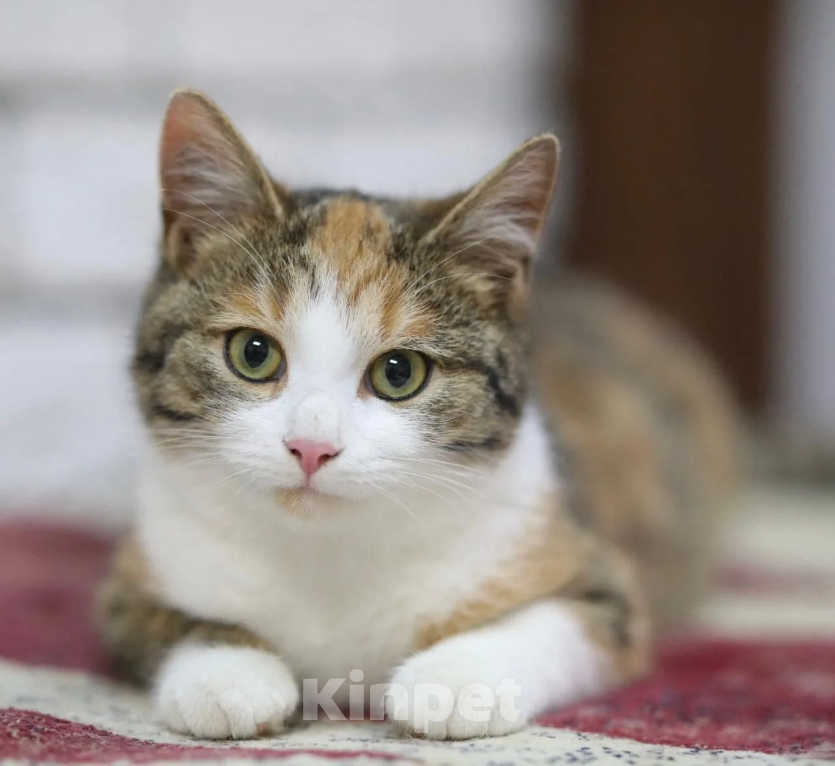 Кошки в Москве: Котенок в добрые руки Девочка, Бесплатно - фото 1