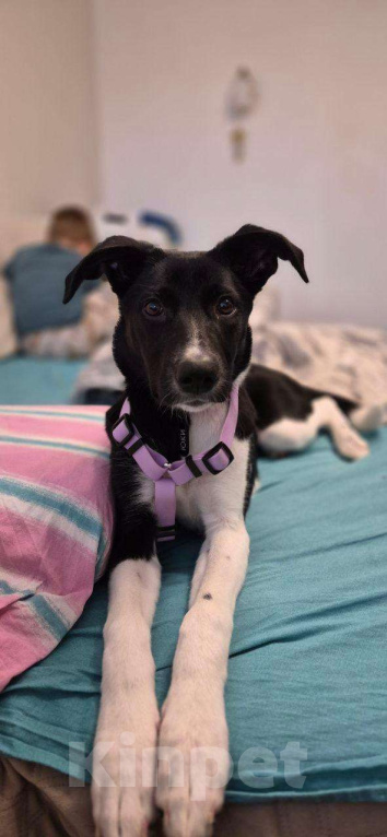 Собаки в Москве: Ищем новых хозяев для щенка Девочка, Бесплатно - фото 1