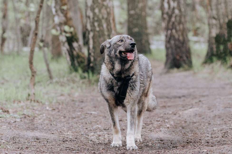Собаки в Москве: Джови Девочка, Бесплатно - фото 3