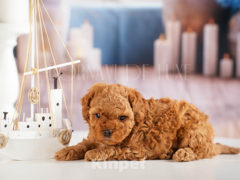 Собаки в Самаре: Щенок мальтипу Самара Мальчик, Бесплатно - фото 2