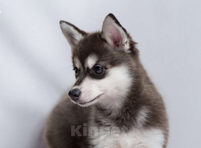 Собаки в других городах Московской области: Суперактивная брюнетка Девочка, 300 000 руб. - фото 4