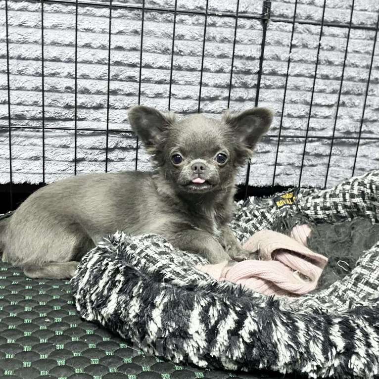 Собаки в Москве: Щенки чихуахуа  Девочка, Бесплатно - фото 2