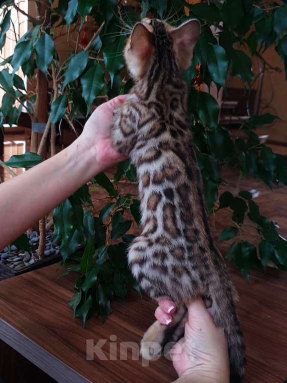 Кошки в Симферополе: Бенгальская девочка  Девочка, 60 000 руб. - фото 3