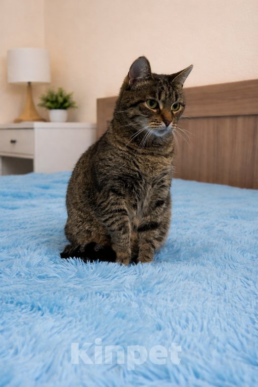 Кошки в других городах Ленинградской области: Мира прошла сложный путь- нужен хозяин Девочка, Бесплатно - фото 1