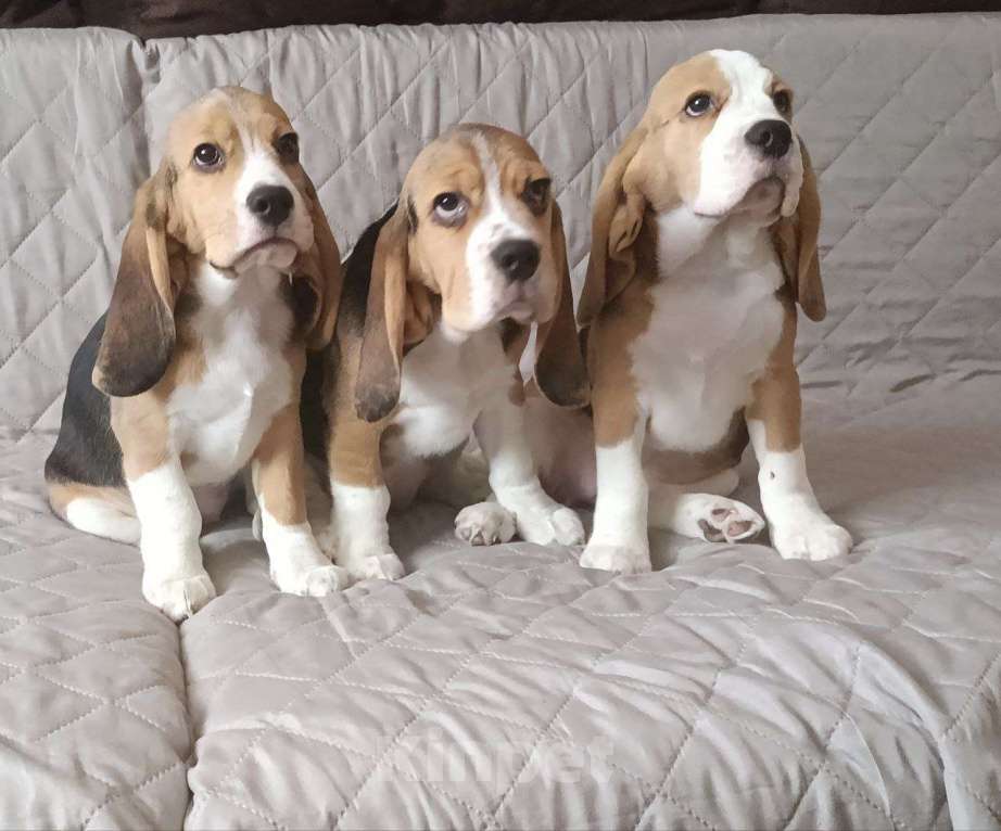 Собаки в Ангарске: Продажа щенков бигля Девочка, 45 000 руб. - фото 4