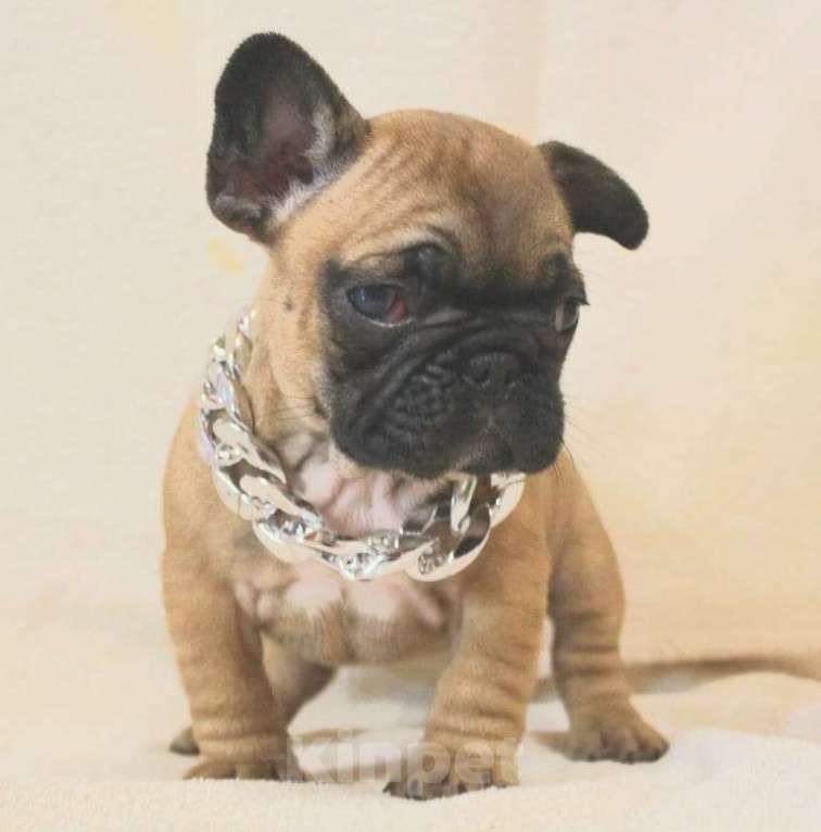 Собаки в Москве: Щенки французики Девочка, 130 000 руб. - фото 6