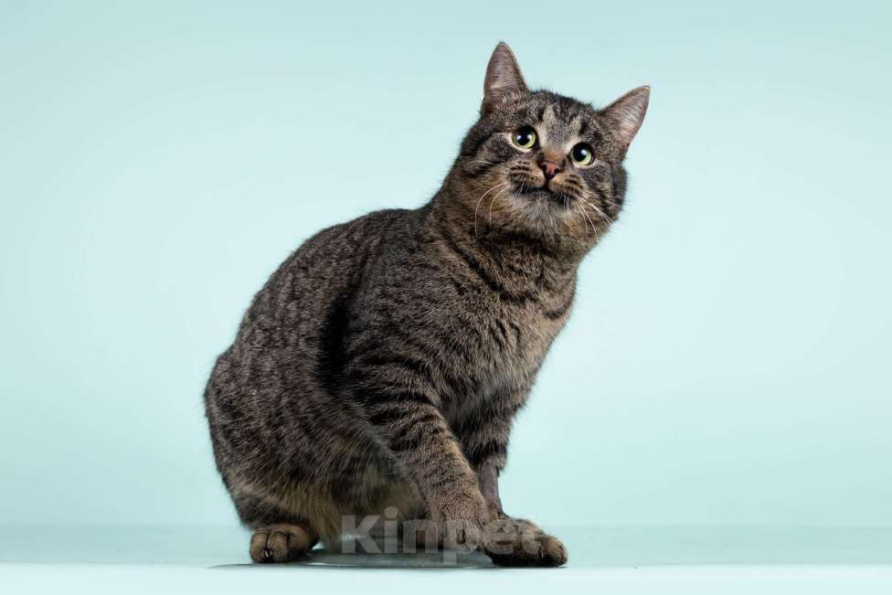 Кошки в Москве: Ищет дом шикарный, молодой кот Капитан! Ласково — Тоша Мальчик, 10 руб. - фото 3