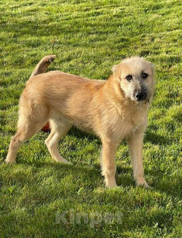 Собаки в Москве: Ника. Ребенком была домашней, а потом выкинули Девочка, 1 руб. - фото 2