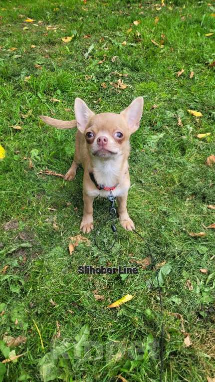 Собаки в Москве: Чихуа лиловая красавица Девочка, Бесплатно - фото 4
