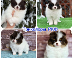 Собаки в Чехове: щенки померанцы триколор РКФ Мальчик, 70 000 руб. - фото 6