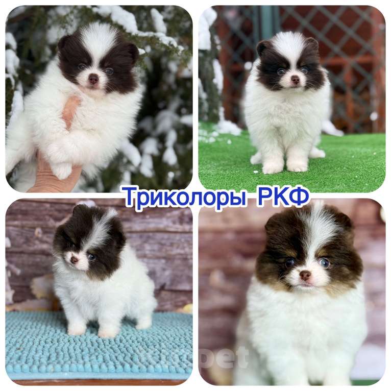 Собаки в Чехове: щенки померанцы триколор РКФ Мальчик, 70 000 руб. - фото 6