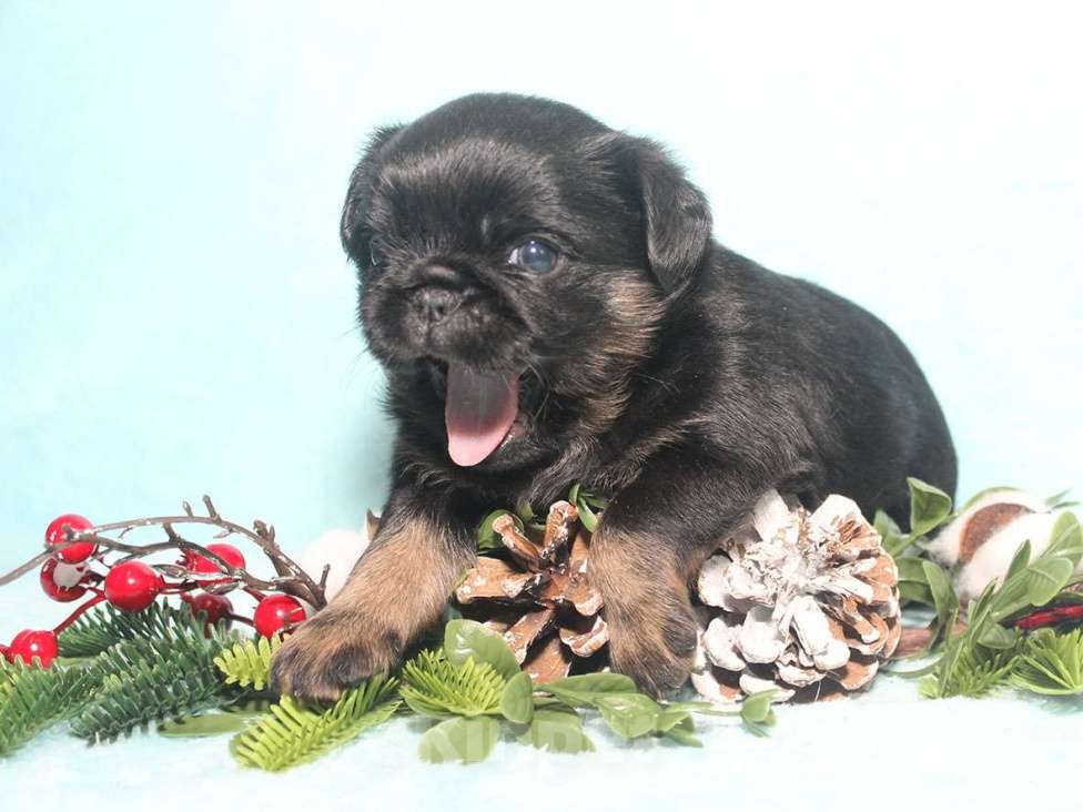 Собаки в Санкт-Петербурге: Красивая девочка  Девочка, 80 000 руб. - фото 9