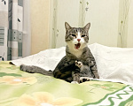 Кошки в Томске: В добрые руки Мальчик, Бесплатно - фото 4