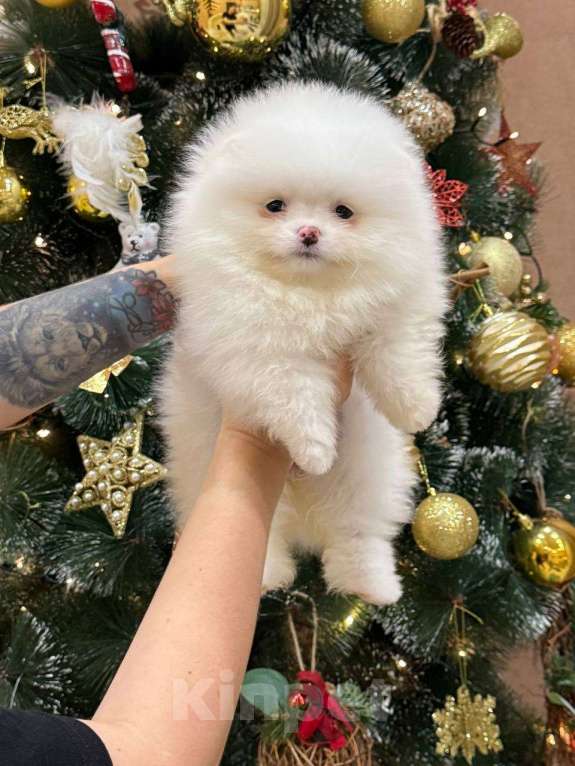 Собаки в Перми: Щенок померанского шпица Девочка, 60 000 руб. - фото 3