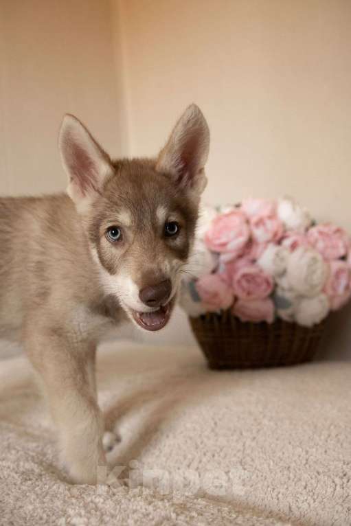 Собаки в Санкт-Петербурге: Ренгоку волчья собака Саарлоса Мальчик, 180 000 руб. - фото 4