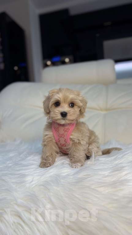 Собаки в Москве: Малышка мальтипу мини  Девочка, 165 000 руб. - фото 5