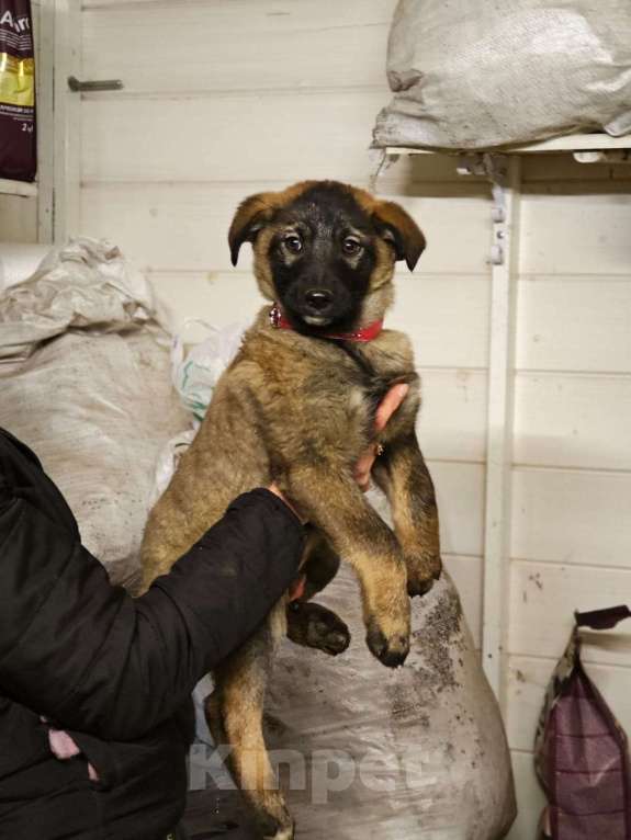 Собаки в Красногорске: Девочка Яра 3 месяца ищет дом Девочка, Бесплатно - фото 2