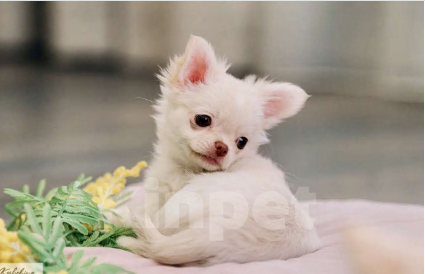 Собаки в Москве: Малышка Чихуахуа Девочка, 40 000 руб. - фото 1