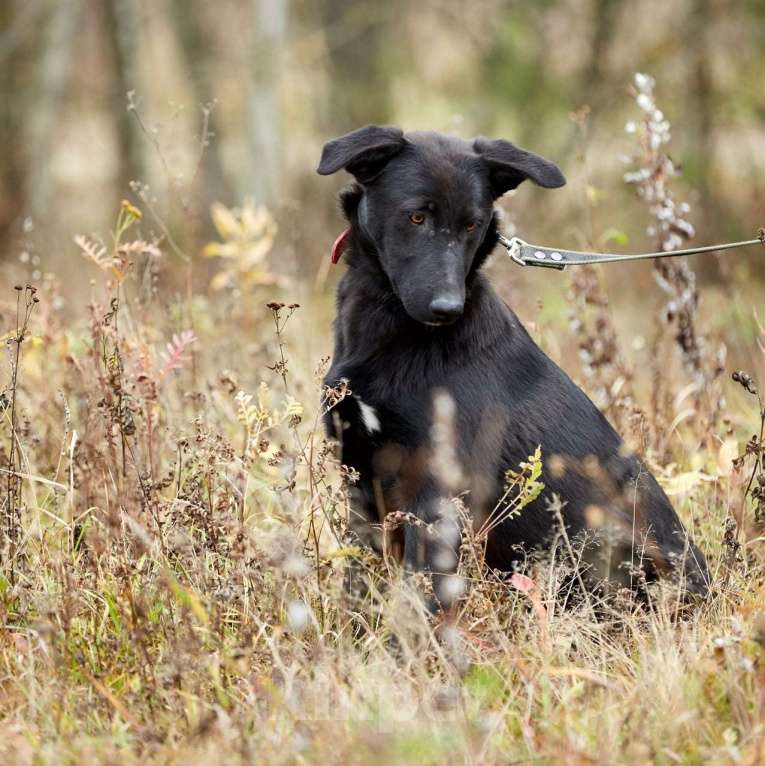 Собаки в Москве: Сури Девочка, Бесплатно - фото 3