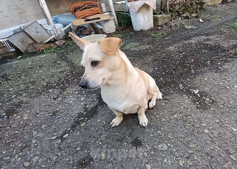 Собаки в Краснодаре: Отдам собачку  Мальчик, Бесплатно - фото 5