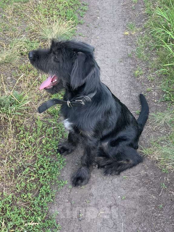 Собаки в Краснодаре: Охотничья помесь ризеншнауцера Девочка, 1 руб. - фото 5