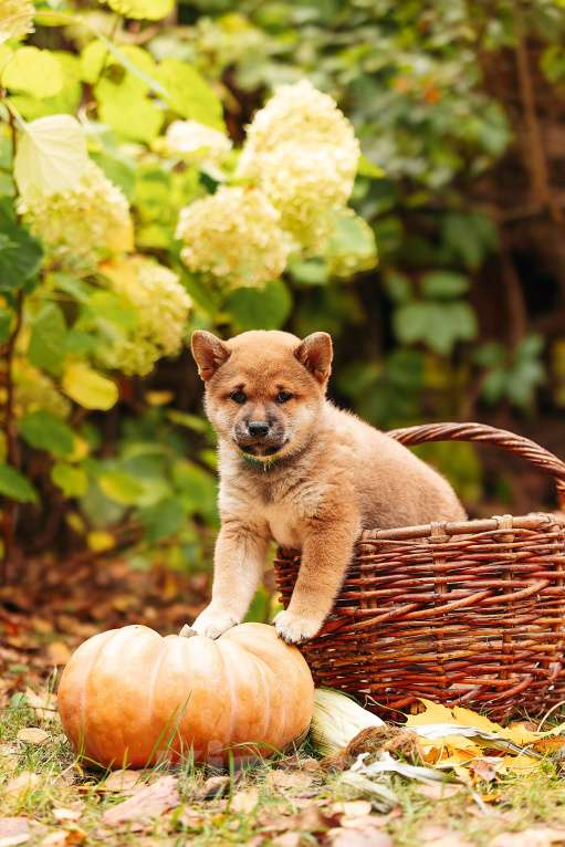 Собаки в Москве: Щенки Сибу-ину с характером солнца Мальчик, 70 000 руб. - фото 3