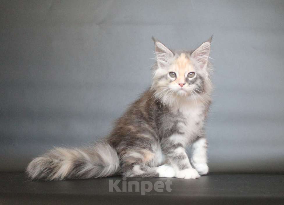 Кошки в Екатеринбурге: Деметра девочка пушистая Девочка, 35 000 руб. - фото 3