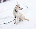 Собаки в Москве: Снежа. Спасена и теперь ищет дом Девочка, Бесплатно - фото 4