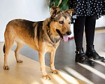 Собаки в Подольске: Ласковая собачка Нита в поисках хозяина Девочка, Бесплатно - фото 6