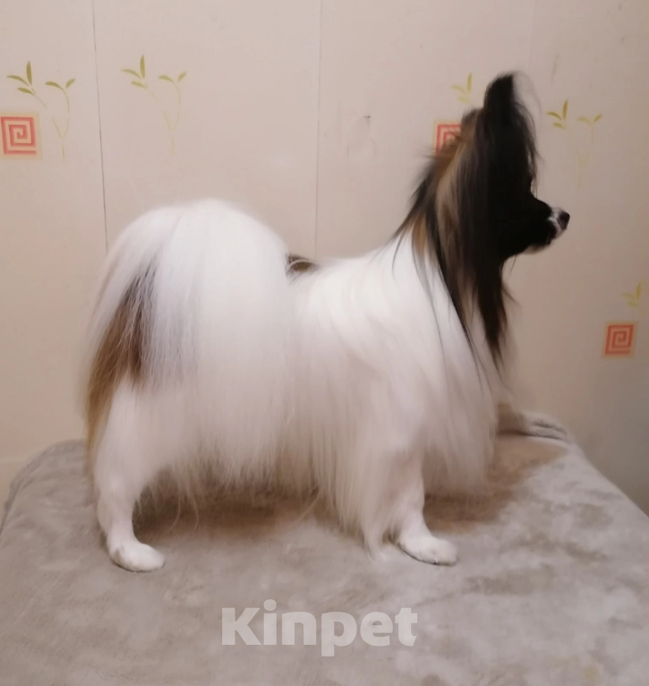 Собаки в Малоархангельске: Готова переехать в лучшую семью малышка-папийон Девочка, 50 000 руб. - фото 3