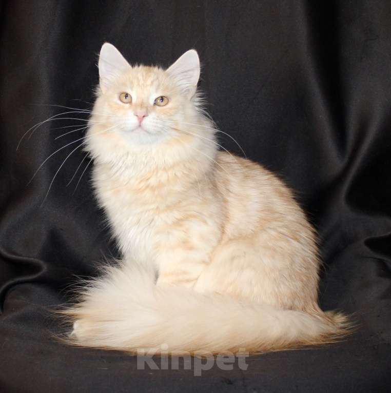 Кошки в Тюмени: Сибирский котёнок Мальчик, 35 000 руб. - фото 1
