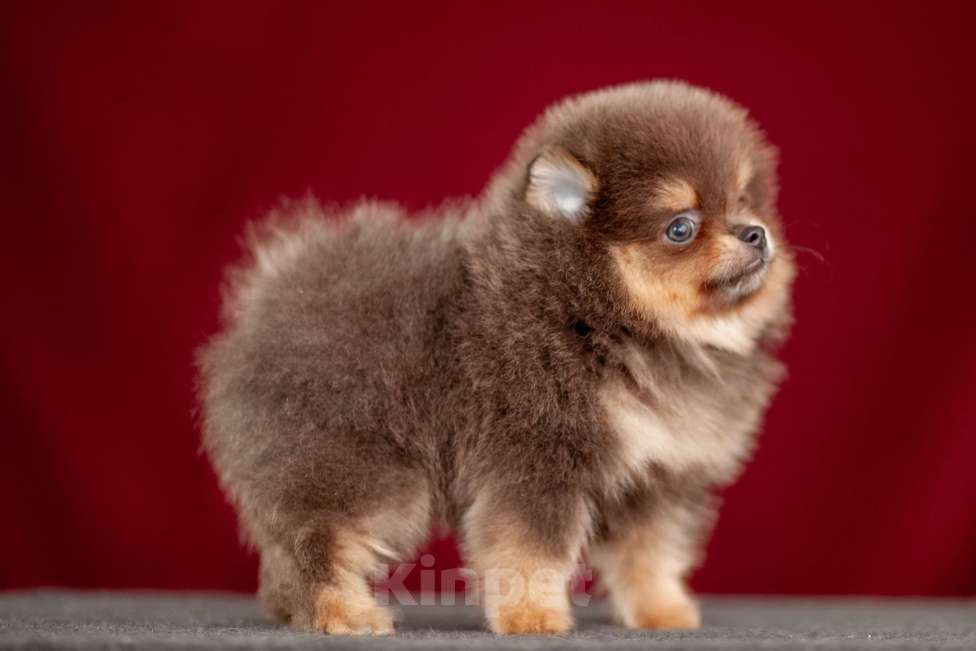 Собаки в других городах Московской области: Померанский шпиц Мальчик, 40 000 руб. - фото 4