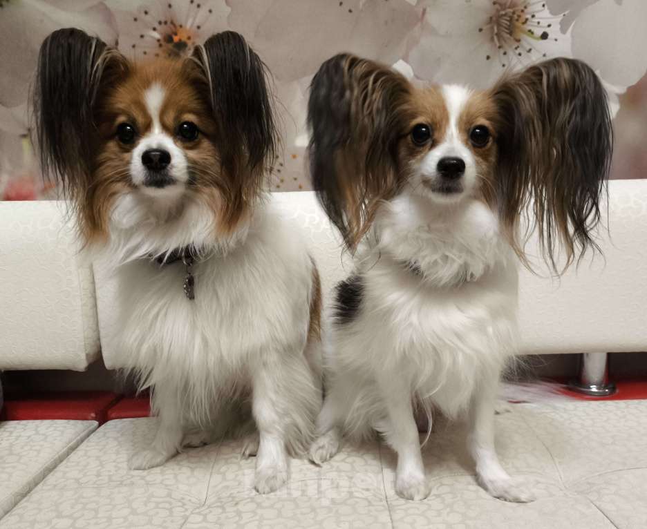 Собаки в Липецке: Папийон девочка соболь  Девочка, 55 000 руб. - фото 4