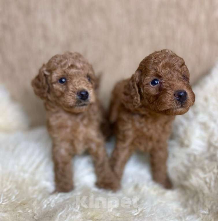 Собаки в Москве: Пудель той Девочка, 90 000 руб. - фото 1