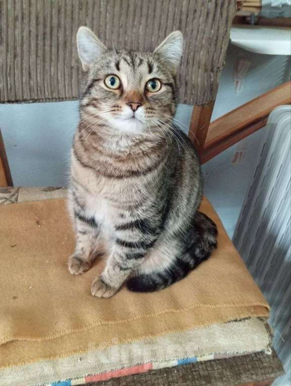 Кошки в Москве: Шикарные молодые котики и кошечки (1 г.) в дар Девочка, Бесплатно - фото 10