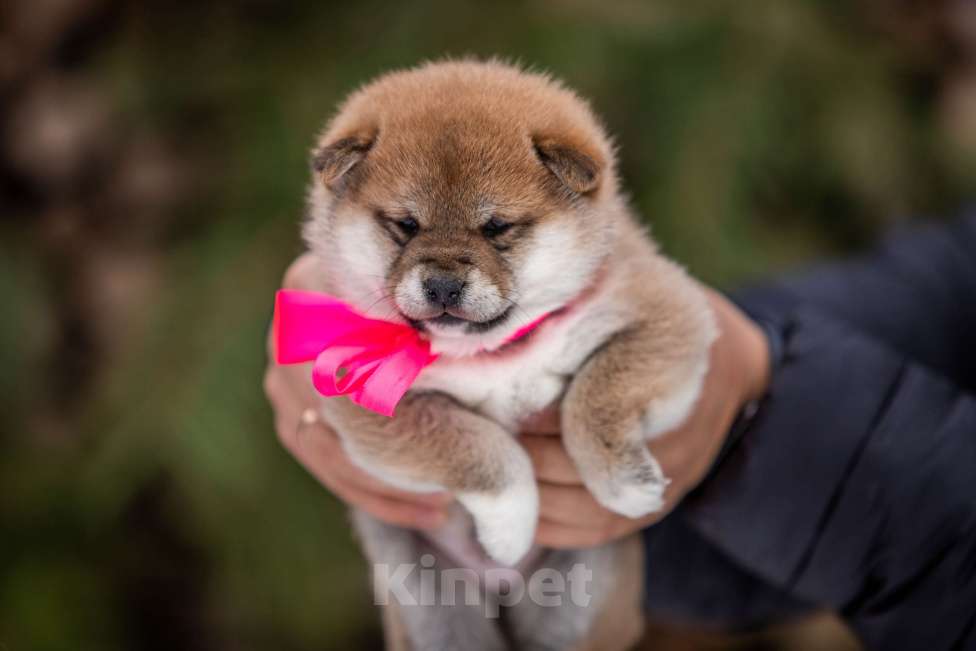 Собаки в Москве: Щенки сиба питомник  KuranDOGS Мальчик, 70 000 руб. - фото 8