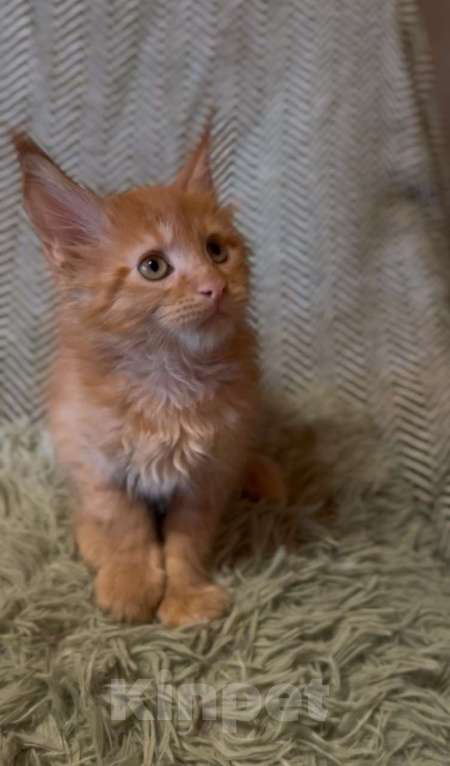 Кошки в Москве: Рыжий котенок  Мальчик, 45 000 руб. - фото 3