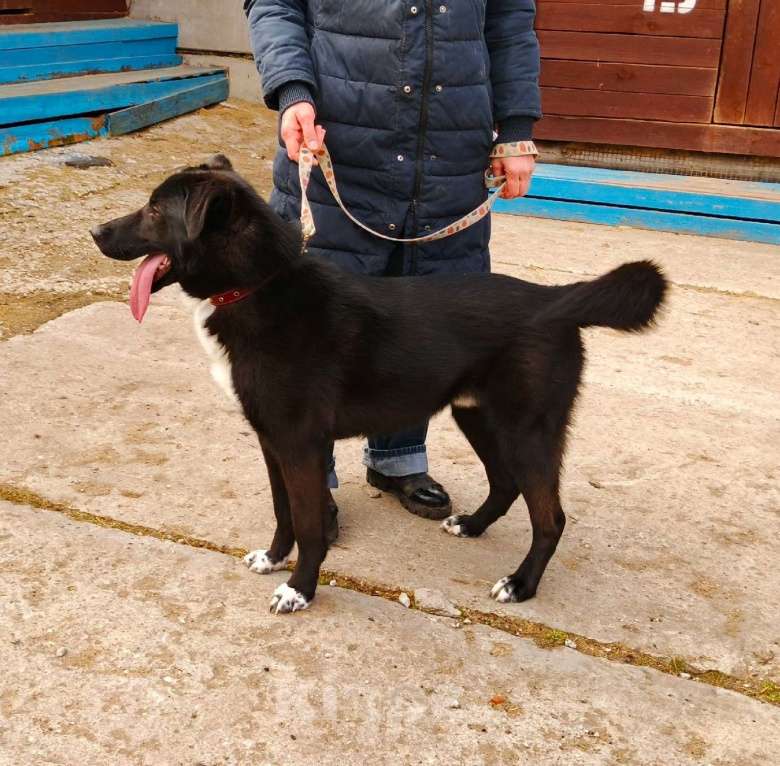 Собаки в Москве: Молоденький красавчик Туман ищет дом и семью Мальчик, Бесплатно - фото 6