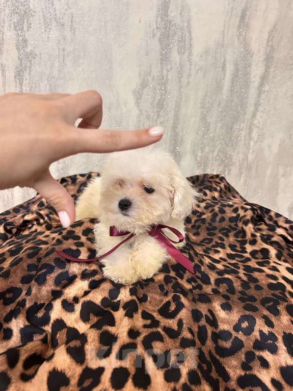 Собаки в Москве: Мальтипу бейби фейс микро Девочка, 65 000 руб. - фото 4