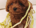 Собаки в Москве: Китайский тикап тедди пудель микро мальчик Мальчик, Бесплатно - фото 2